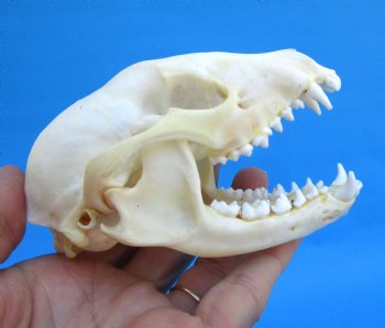 4-1/2 inches North American Raccoon Skull for $43.99