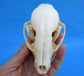 4-1/2 inches North American Raccoon Skull for $43.99