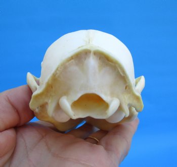 4-1/2 inches North American Raccoon Skull for $43.99