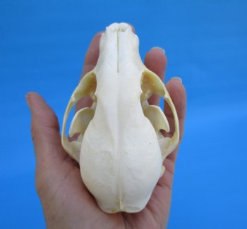 4-1/2 inches North American Raccoon Skull for $43.99