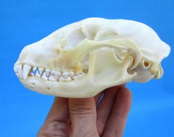 4-1/2 inches North American Raccoon Skull for $43.99
