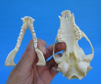 4-1/2 inches North American Raccoon Skull for $43.99