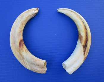 9-1/4 and 9-5/8 inches Matching Pair of Large Warthog Tusk, - Buy these for $77.99