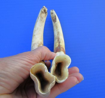 9-1/4 and 9-5/8 inches Matching Pair of Large Warthog Tusk, - Buy these for $77.99