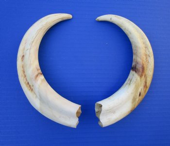 9-7/8 and 9-5/8 inches Matching Pair of Large Warthog Tusk, - Buy these for $77.99