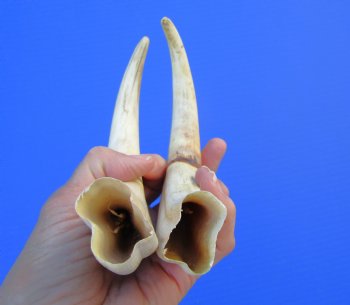 9-7/8 and 9-5/8 inches Matching Pair of Large Warthog Tusk, - Buy these for $77.99