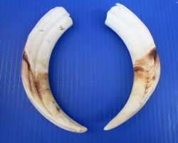 9 inches Matching P...