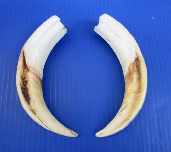 9 inches Matching Pair of Large Warthog Tusk, - Buy these for $77.99