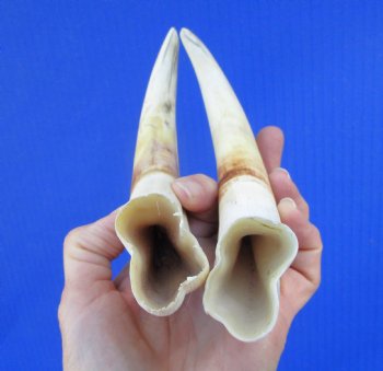 9 inches Matching Pair of Large Warthog Tusk, - Buy these for $77.99