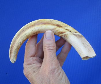 8-3/4 inches African Warthog Tusk, <font color=red> 7-1/4 inches Solid </font> for $34.99