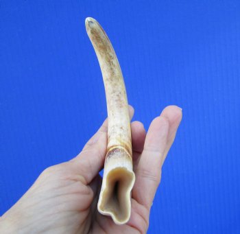 8-3/4 inches African Warthog Tusk, <font color=red> 7-1/4 inches Solid </font> for $34.99