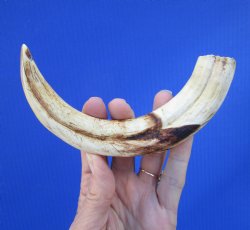 8-7/8 inches Africa...
