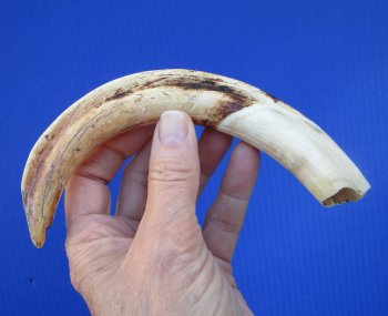 8-7/8 inches African Warthog Tusk, <font color=red> 6-7/8 inches Solid </font> for $34.99