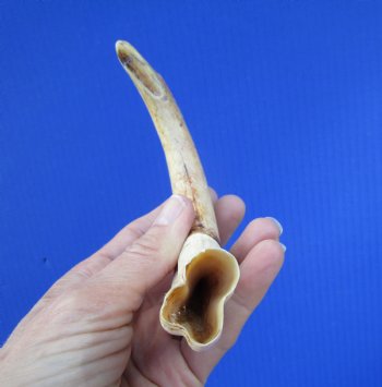 8-7/8 inches African Warthog Tusk, <font color=red> 6-7/8 inches Solid </font> for $34.99