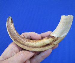 8-5/8 inches Africa...