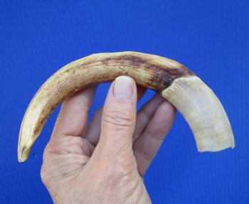 8-5/8 inches African Warthog Tusk, <font color=red> 6-5/8 inches Solid </font> for $34.99