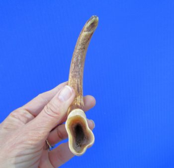 8-5/8 inches African Warthog Tusk, <font color=red> 6-5/8 inches Solid </font> for $34.99