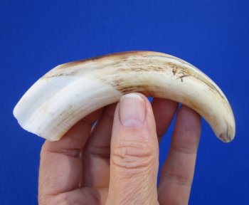 5-3/4 inches Real Warthog Tusk, 2.2 ounces, <font color=red> 4-1/4 inches Solid</font> - Buy for $14.99