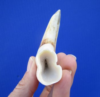 5-3/4 inches Real Warthog Tusk, 2.2 ounces, <font color=red> 4-1/4 inches Solid</font> - Buy for $14.99