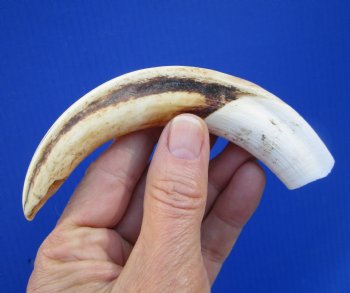 6-3/8 inches Real Warthog Tusk, 2.1 ounces, <font color=red> 4-1/2 inches Solid</font> - Buy for $19.99