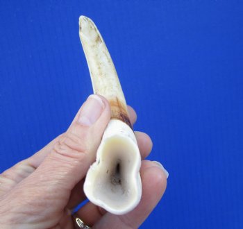 6-3/8 inches Real Warthog Tusk, 2.1 ounces, <font color=red> 4-1/2 inches Solid</font> - Buy for $19.99