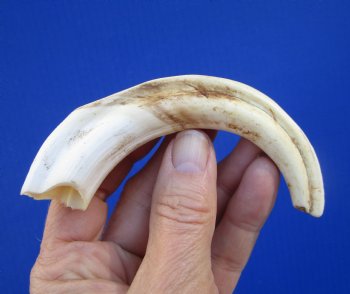 6 inches Real Warthog Tusk, 1.5 ounces, <font color=red> 4-1/4 inches Solid</font> - Buy for $19.99