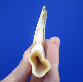 6 inches Real Warthog Tusk, 1.5 ounces, <font color=red> 4-1/4 inches Solid</font> - Buy for $19.99