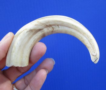 6 inches Real Warthog Tusk, 1.2 ounces, <font color=red> 4-1/4 inches Solid</font> - Buy for $19.99