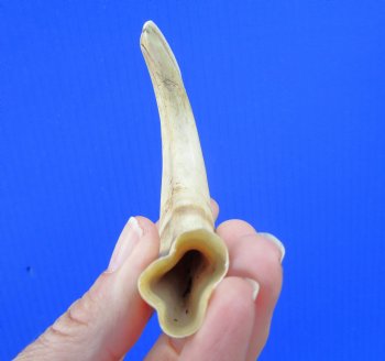 6 inches Real Warthog Tusk, 1.2 ounces, <font color=red> 4-1/4 inches Solid</font> - Buy for $19.99