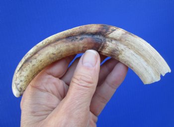 7-1/2 inches Real Warthog Tusk, 2.9 ounces, <font color=red> 5-1/2 inches Solid</font> - Buy for $19.99