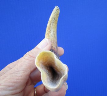 7-1/2 inches Real Warthog Tusk, 2.9 ounces, <font color=red> 5-1/2 inches Solid</font> - Buy for $19.99