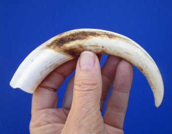 7-1/4 inches Real Warthog Tusk, 2.2 ounces, <font color=red> 5-3/4 inches Solid</font> - Buy for $19.99
