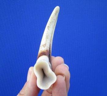 7-1/4 inches Real Warthog Tusk, 2.2 ounces, <font color=red> 5-3/4 inches Solid</font> - Buy for $19.99