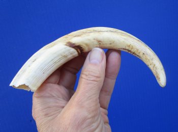 7-1/2 inches Real Warthog Tusk, 2.5 ounces, <font color=red> 6 inches Solid</font> - Buy for $19.99