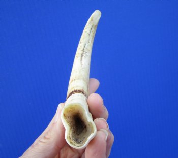7-1/2 inches Real Warthog Tusk, 2.5 ounces, <font color=red> 6 inches Solid</font> - Buy for $19.99