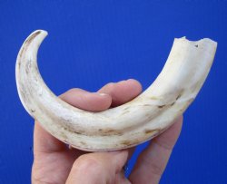 8 inches African Wa...