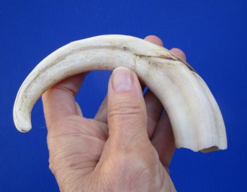 8 inches African Warthog Tusk, <font color=red>5-1/2 inches Solid </font> for $34.99