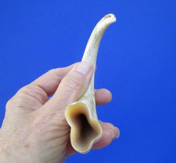 8 inches African Warthog Tusk, <font color=red>5-1/2 inches Solid </font> for $34.99