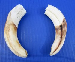 Two Real Warthog Tu...