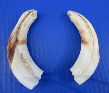 Two Real Warthog Tusks for Sale, 5-3/8 inches, 4 ounces, <font color=red> 4 inches Solid</font> - Buy for $24.99