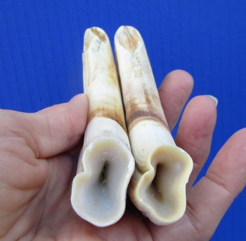 Two Real Warthog Tusks for Sale, 5-3/8 inches, 4 ounces, <font color=red> 4 inches Solid</font> - Buy for $24.99