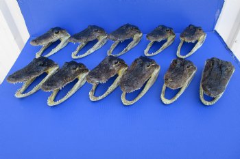 11 Authentic Alligator Heads in Bulk for Re-sale 6-3/4" to 7-7/8" - Buy these for $9.30 each