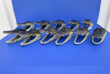 11 Authentic Alligator Heads in Bulk for Re-sale 6-3/4" to 7-7/8" - Buy these for $9.30 each