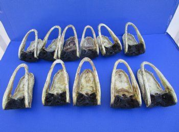 11 Authentic Alligator Heads in Bulk for Re-sale 6-3/4" to 7-7/8" - Buy these for $9.30 each