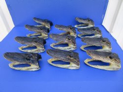 11 Authentic Alligator Heads in Bulk for Re-sale 6-3/4" to 7-7/8" - Buy these for $9.30 each