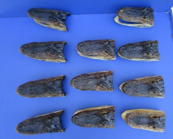11 Authentic Alligator Heads in Bulk for Re-sale 6-3/4" to 7-7/8" - Buy these for $9.30 each