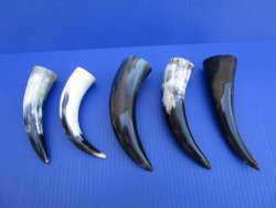 Five Polished Cow H...