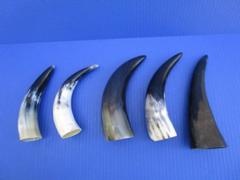 Five Polished Cow Horns 6-1/2 to 8-1/4 Inches for $4 each