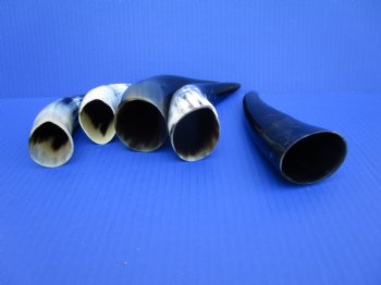 Five Polished Cow Horns 6-1/2 to 8-1/4 Inches for $4 each