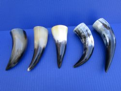 Five Polished Cow H...